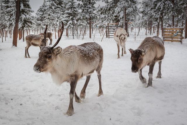 20 Kiruna, rendieren.jpg